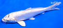 5.5" LEATHER GIN MATSUBA