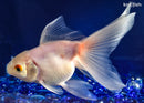5.75" FANTAIL GOLDFISH