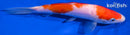 6" DOITSU KOHAKU