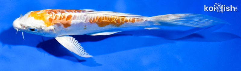 5.5" ARAGOKE KIKUSUI BUTTERFLY