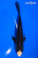 5.5" HAGESHIRO