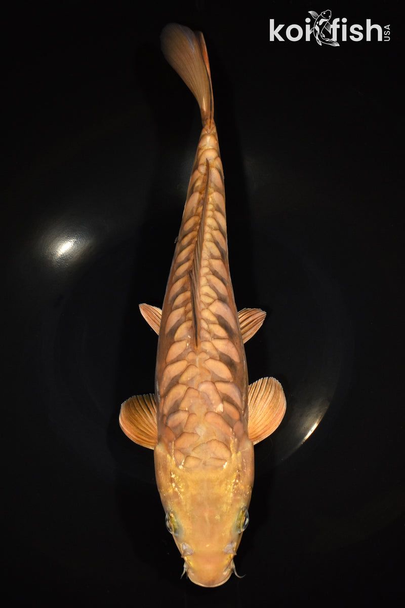 12.75" ARAGOKE CHAGOI