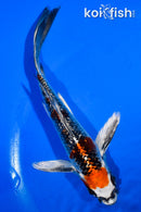 5" GINRIN KUJAKU BUTTERFLY