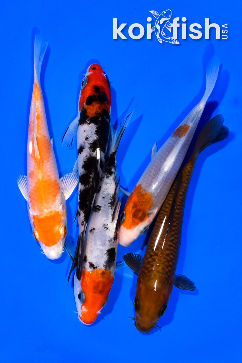PACK OF (5) 4.75-5" STANDARD KOI