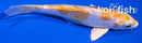 5.75" KIKUSUI
