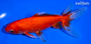 6.25" WATONAI GOLDFISH