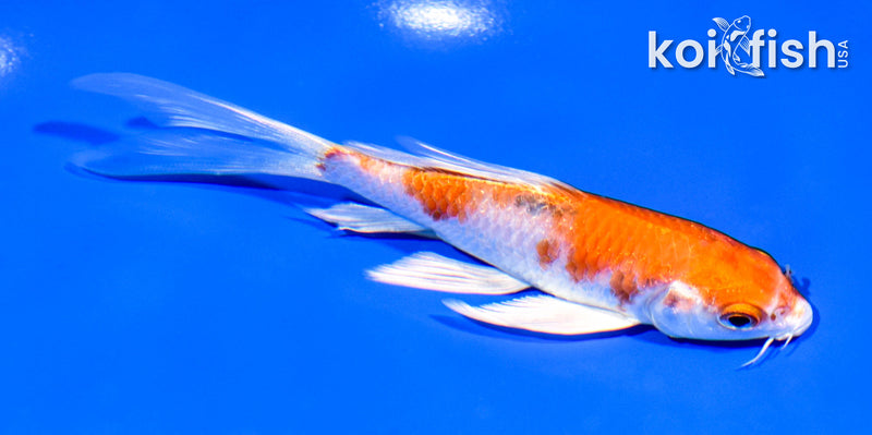 5.25" HARIWAKE BUTTERFLY