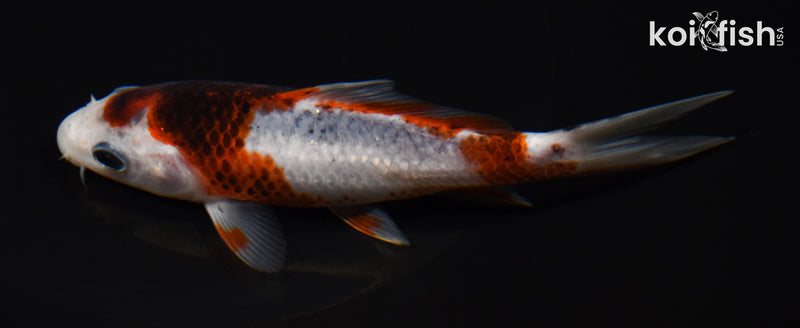 5.25" GOROMO