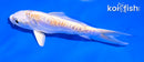 5" ARAGOKE LEMON HARIWAKE