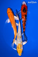 PACK OF (3) 6-7" STANDARD KOI