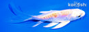 5" DOITSU HARIWAKE BUTTERFLY