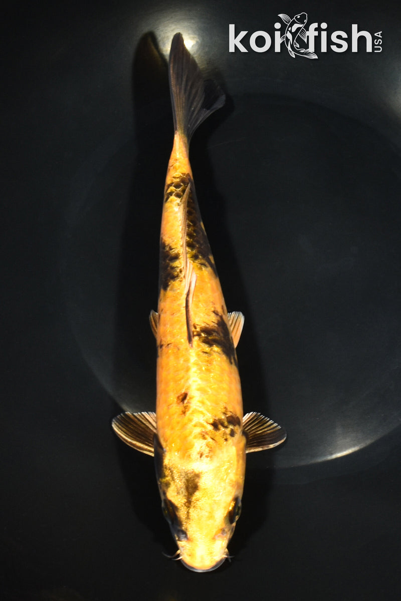 8.75" KIN KI UTSURI