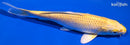 7.5" YAMABUKI OGON