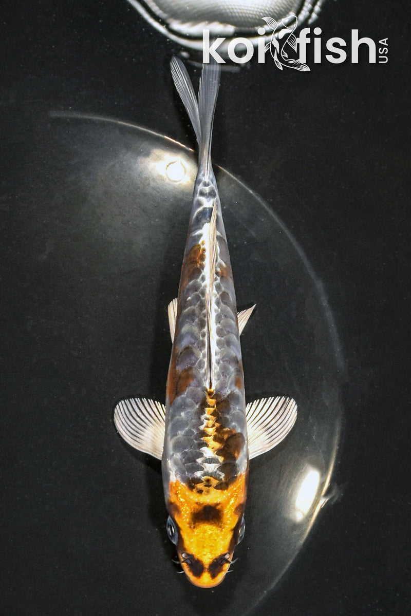 5.5" ARAGOKE BENI KIKOKURYU