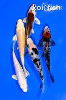 PACK OF (5) 3.75-4" MIXED STANDARD KOI