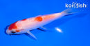 5" KOHAKU