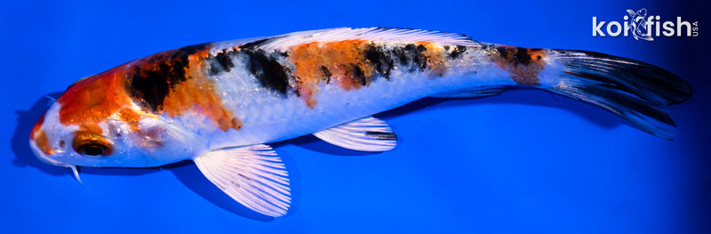5.5" YAMATO NISHIKI