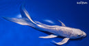 8.75" GINRIN PLATINUM OGON BUTTERFLY