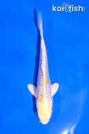 4.5" GINRIN LEMON HARIWAKE