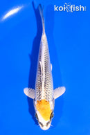 5" KUJAKU