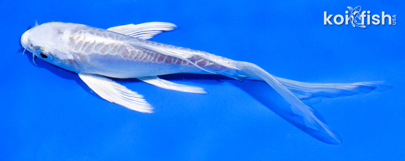 6" DOITSU PLATINUM OGON BUTTERFLY