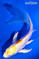 5.25" ARAGOKE LEMON HARIWAKE BUTTERFLY