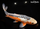 13" HI SHUSUI