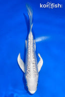 4.5" DOITSU GINRIN PLATINUM OGON BUTTERFLY