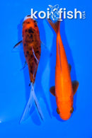 PAIR OF (2) 4.5-4.75" COMET GOLDFISH