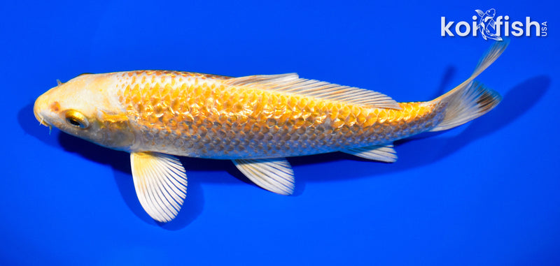 7.25" GINRIN YAMABUKI OGON