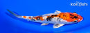 6" GINRIN YAMATO NISHIKI