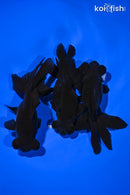 PACK OF (3) 4.25-4.5" TELESCOPE FANTAIL GOLDFISH