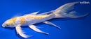 10.75" GINRIN LEMON HARIWAKE BUTTERFLY