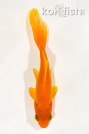 5.25" WAKIN GOLDFISH