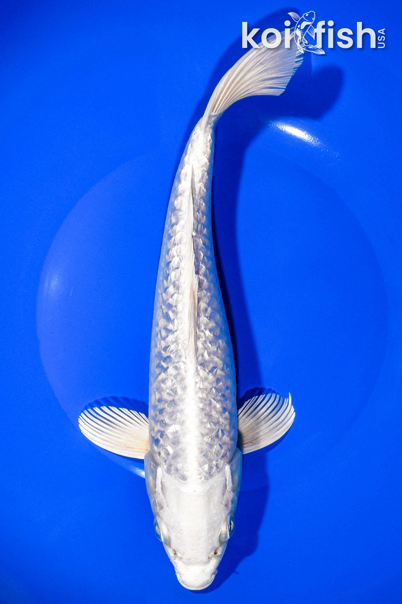 9.75" GINRIN PLATINUM OGON