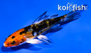 4" HEISEI NISHIKI BUTTERFLY
