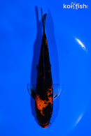 5.75" BENI MATSUKAWABAKE