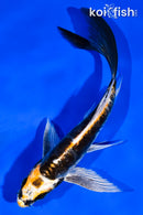 6" ARAGOKE KIN KIKOKURYU BUTTERFLY