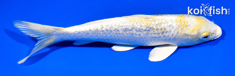 7.5" GINRIN HARIWAKE