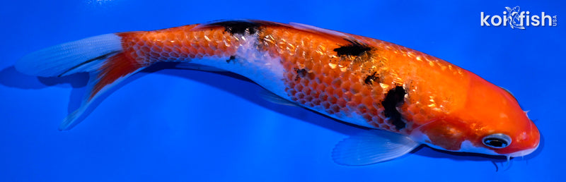 6.75" GINRIN SANKE
