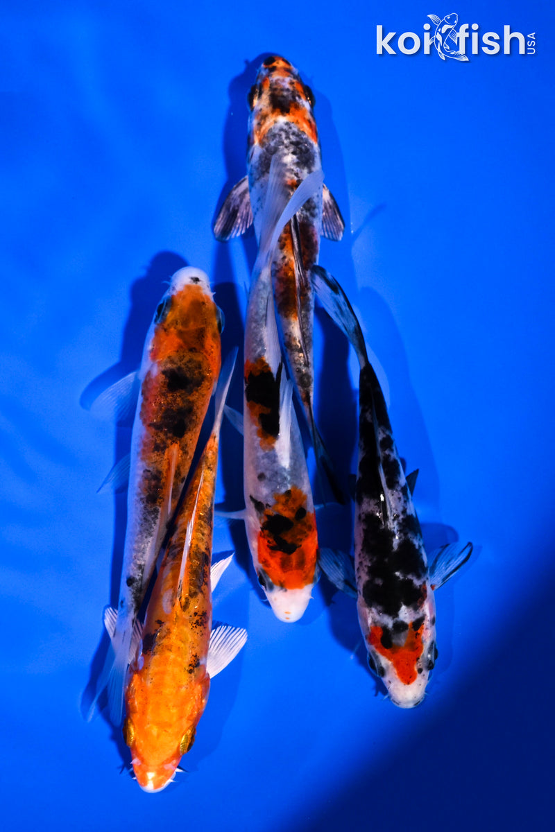 PACK OF (5) 4-5" STANDARD KOI