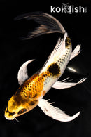 9.5" KUJAKU BUTTERFLY