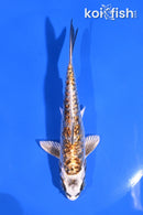 5" GINRIN KUJAKU