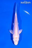 5" DOITSU PLATINUM OGON