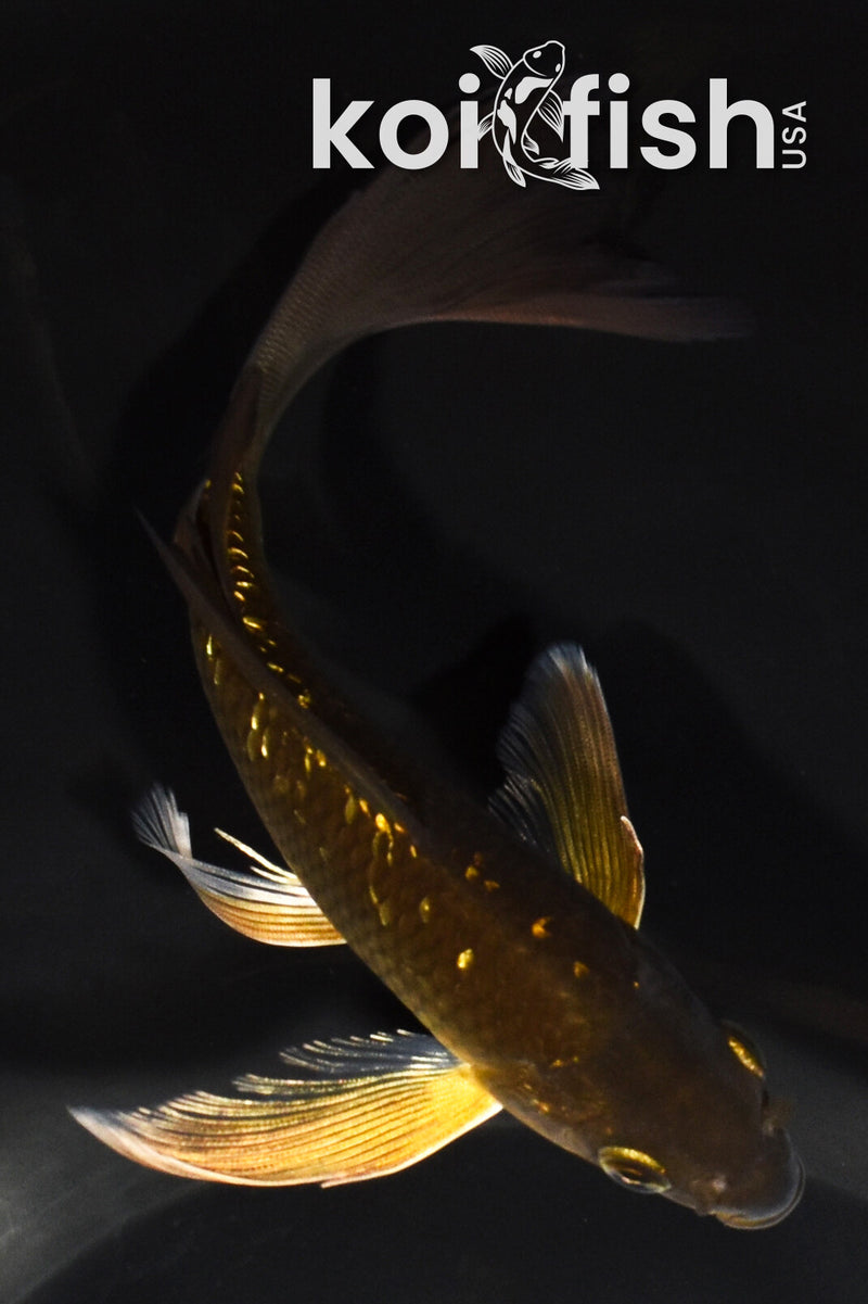 5.75" GINRIN CHAGOI BUTTERFLY