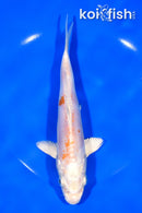 7.5" DOITSU HARIWAKE