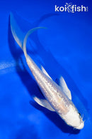 5.5" GINRIN PLATINUM OGON BUTTERFLY