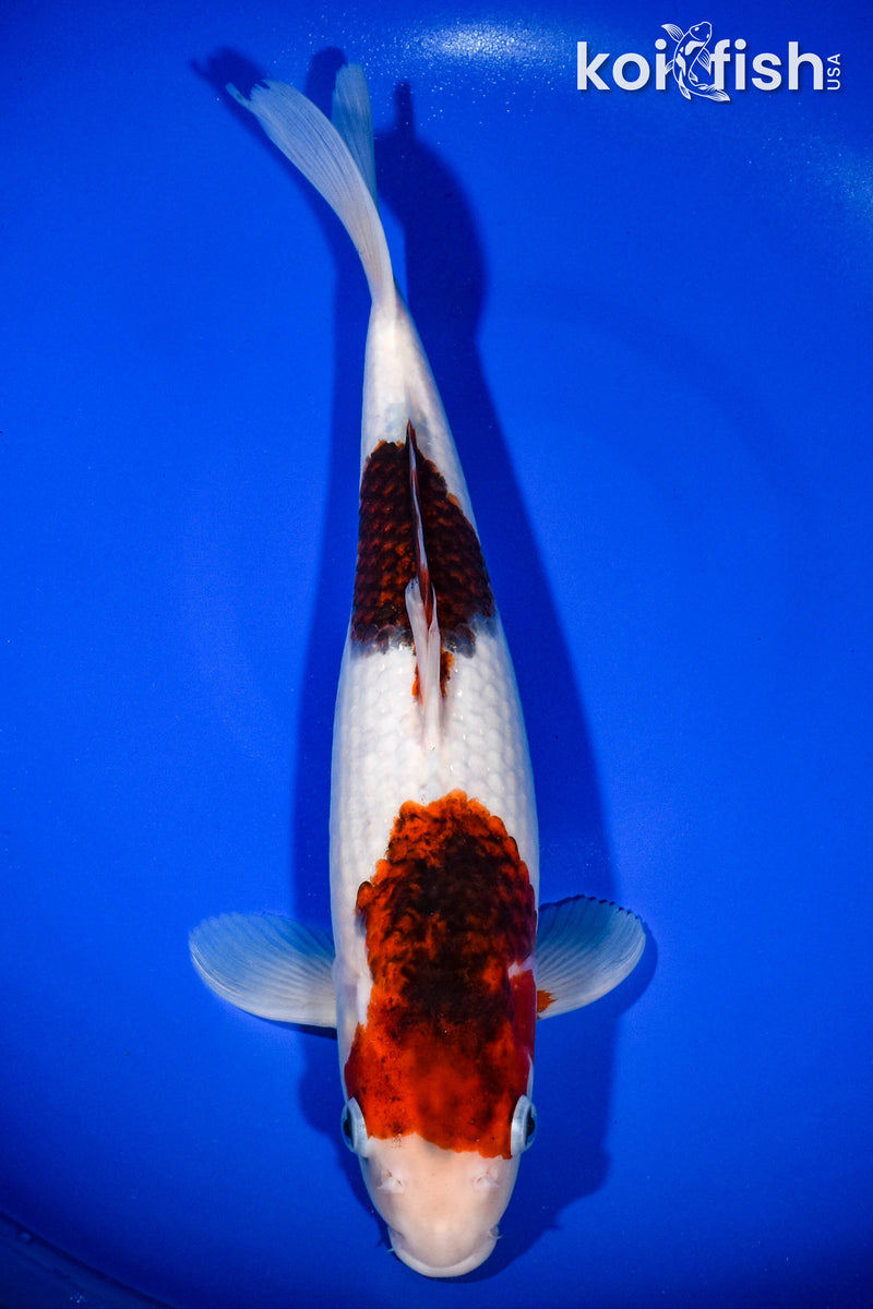 13" GOROMO