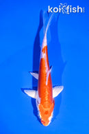 4.5" KIKUSUI