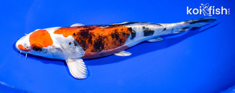 8" HEISEI NISHIKI